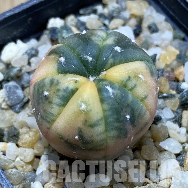 SH10940 Astrophytum asterias ‘Red Purple Skin’ f. variegata