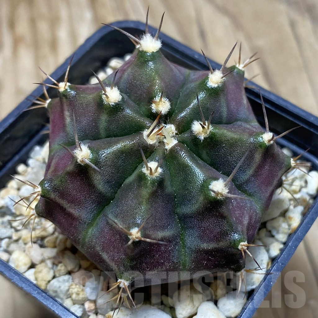 SH10160 Gymnocalycium mihanovichii ‘Hibotan’, seedling