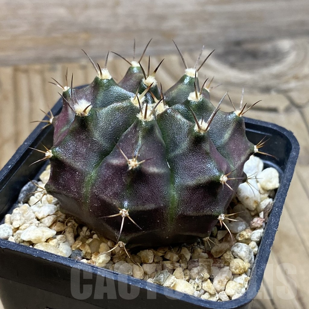 SH10160 Gymnocalycium mihanovichii ‘Hibotan’, seedling - Obrázek 2