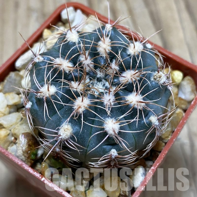 SH10052 Gymnocalycium bruchii v. hossei