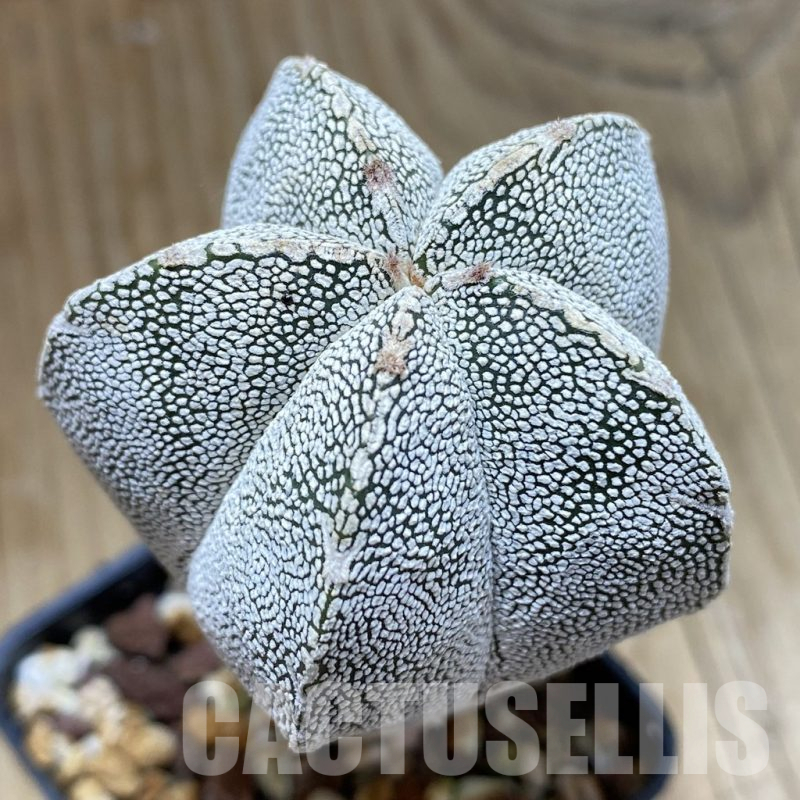 SH9621 Astrophytum myriostigma ‘Onzuka’