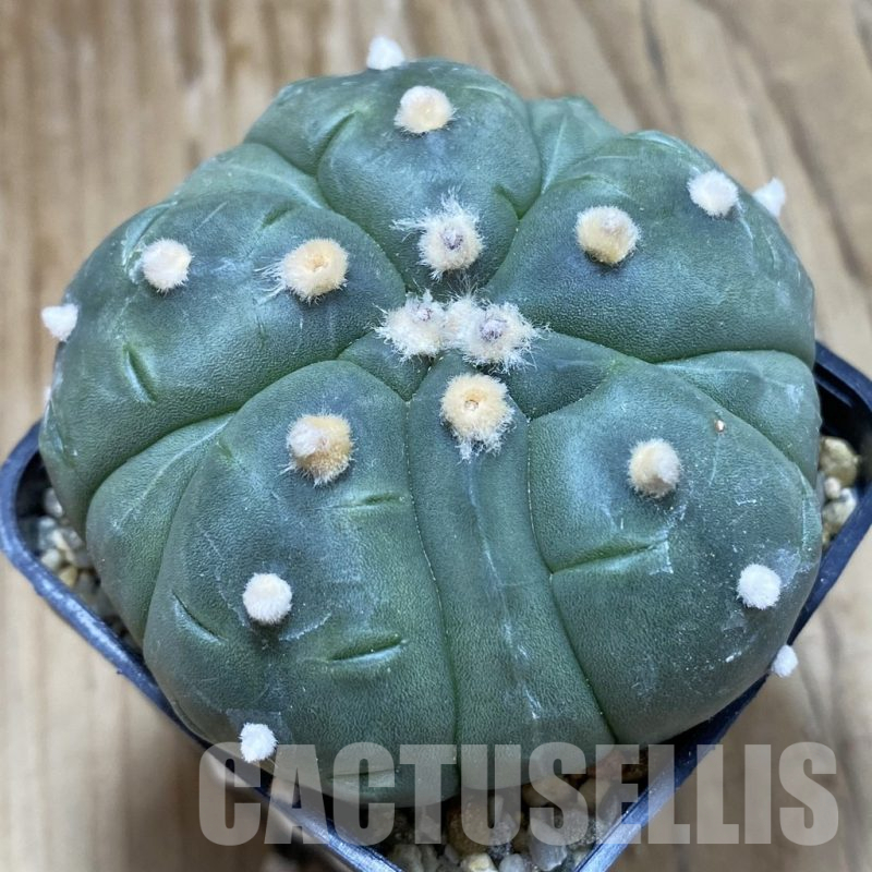 SH8803 Astrophytum asterias ‘Kikko’ 5-ribs