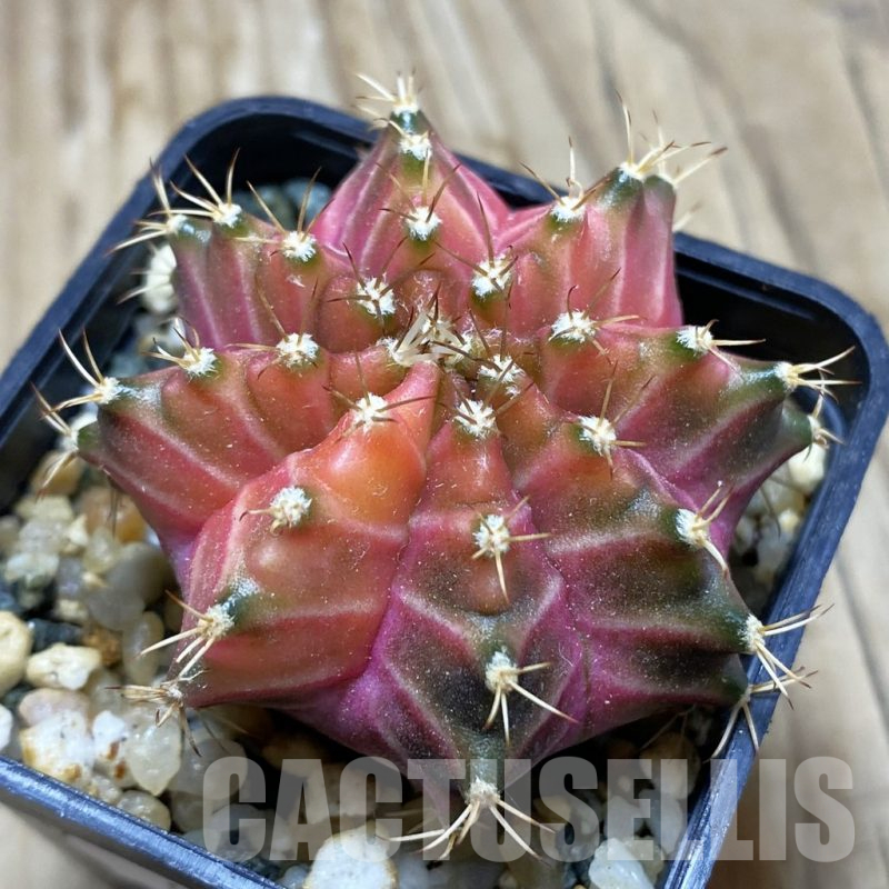 SH9043 Gymnocalycium mihanovichii ‘Neon’ hybrid, seedling