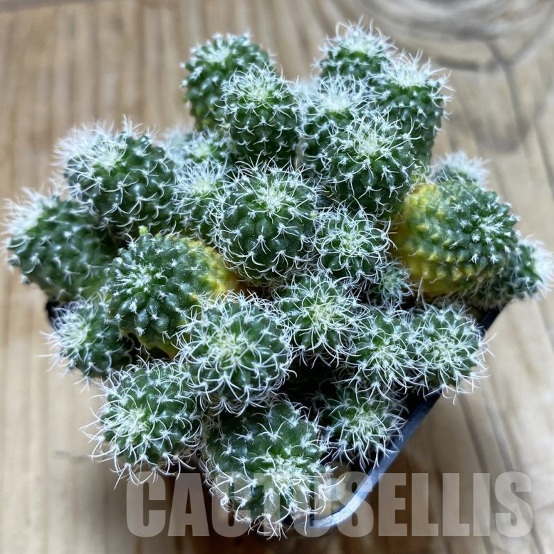 SH8600 Turbinicarpus horripilus f. monstrosa