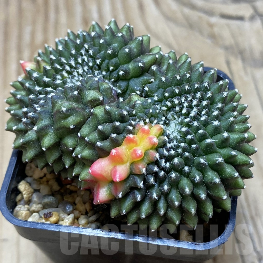 SH8627 Gymnocalycium mihanovichii ‘inermis’ f. variegata, seedling