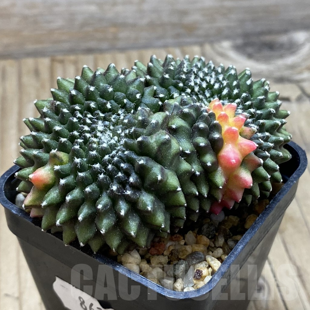 SH8627 Gymnocalycium mihanovichii ‘inermis’ f. variegata, seedling - Image 2