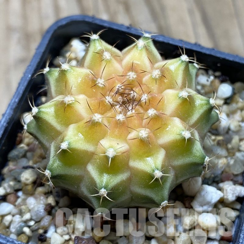 SH8797 Gymnocalycium mihanovichii ‘Neon’ hybrid, seedling