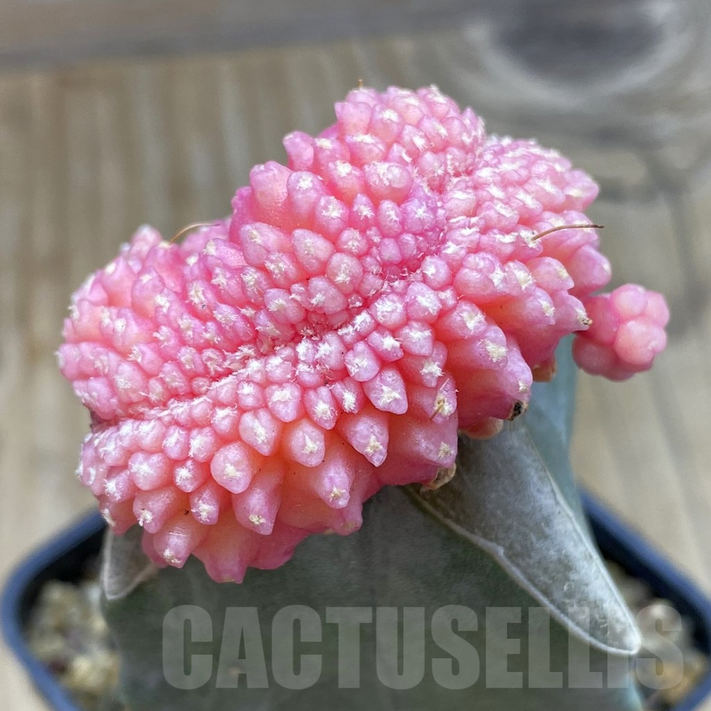 SH8778 Gymnocalycium mihanovichii 'Transformer' f. variegata cristata, grafted