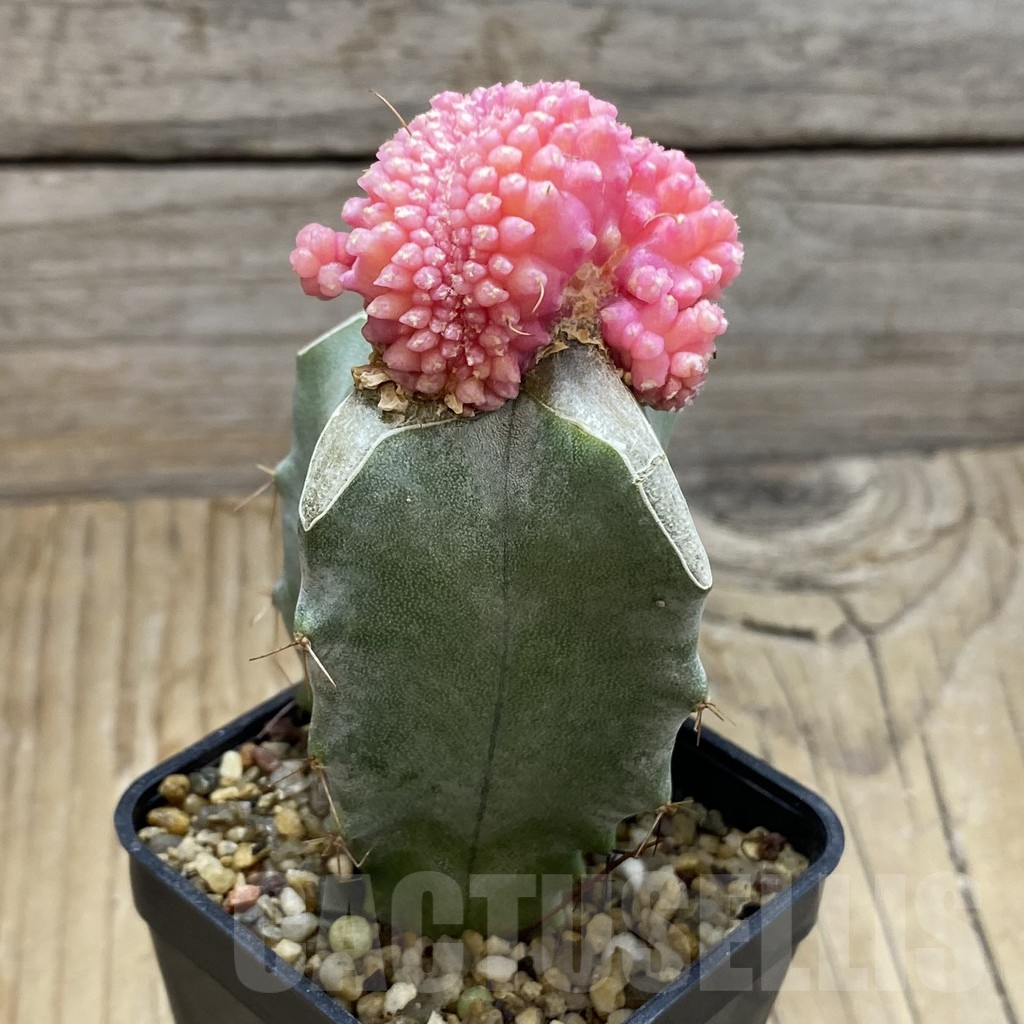 SH8778 Gymnocalycium mihanovichii 'Transformer' f. variegata cristata, grafted - Image 2