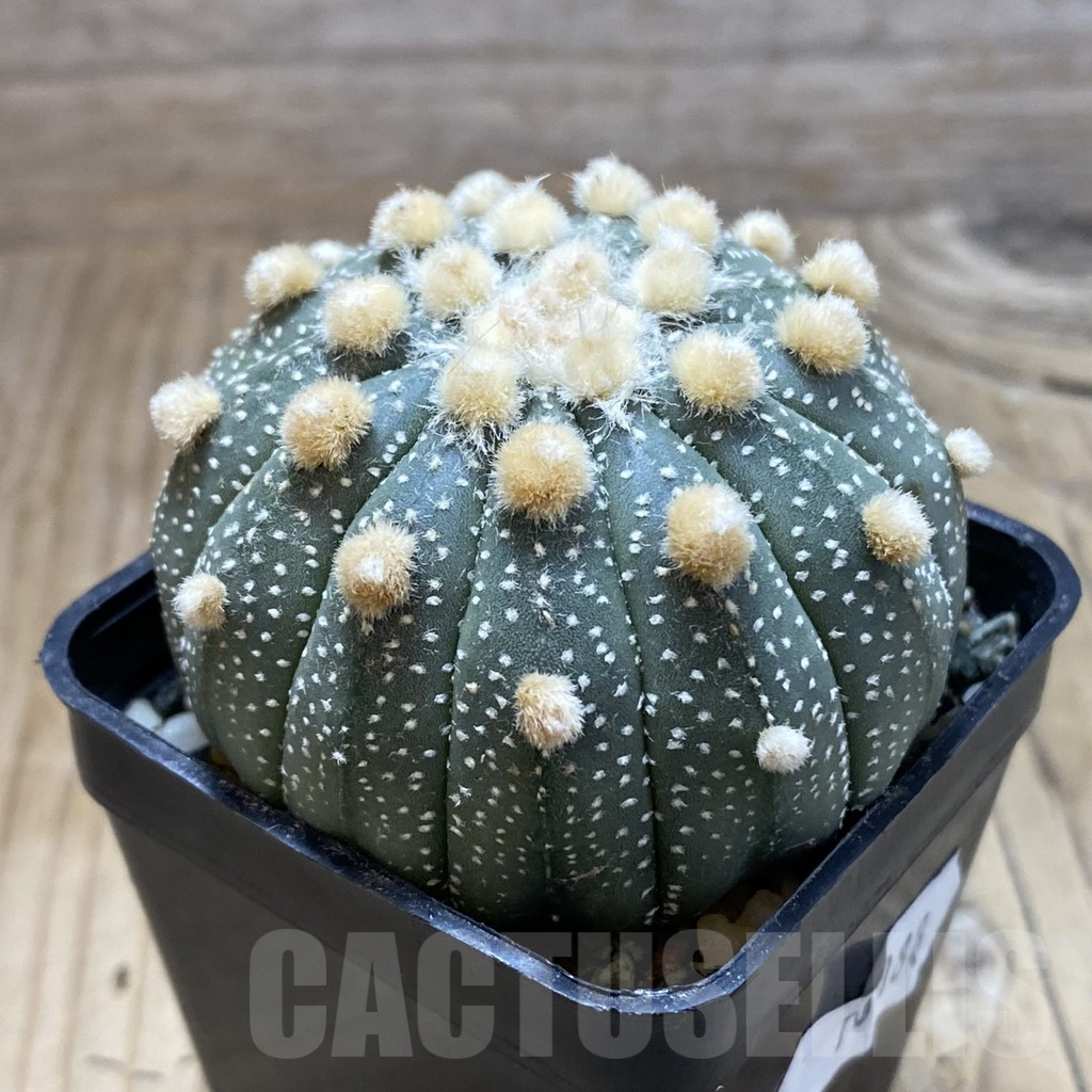 SH10088 Astrophytum asterias f. multicostatum - Image 2
