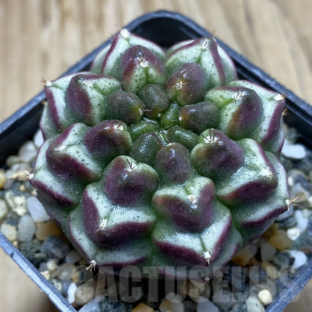 SH10734 Gymnocalycium mihanovichii ‘Day Dream’, seedling