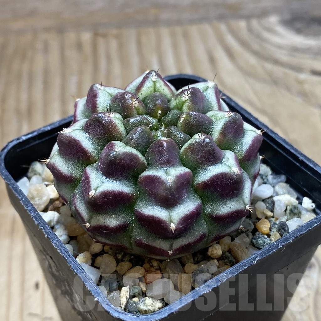 SH10734 Gymnocalycium mihanovichii ‘Day Dream’, seedling - Image 2