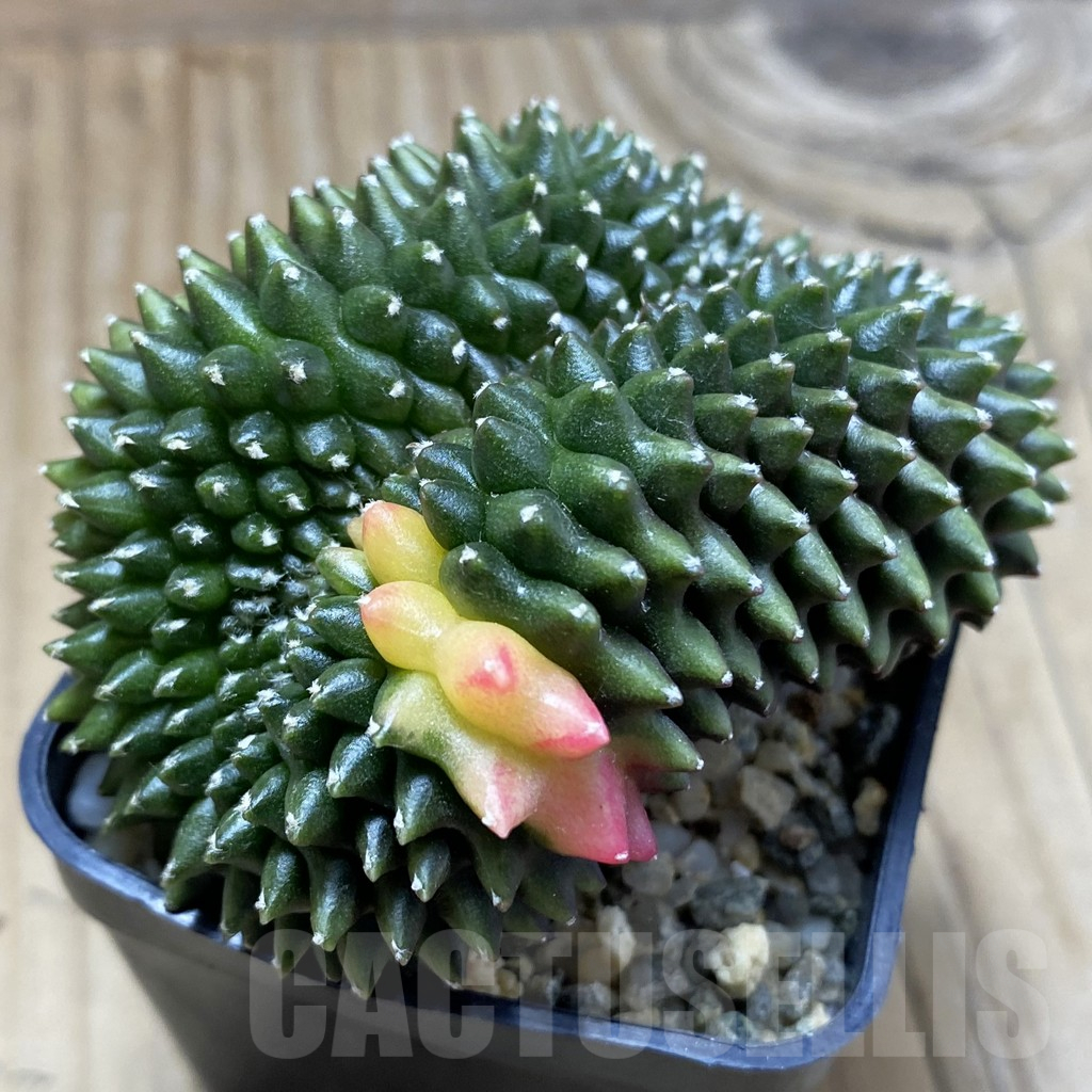 SH9703 Gymnocalycium mihanovichii 'inermis' variegata f. cristata