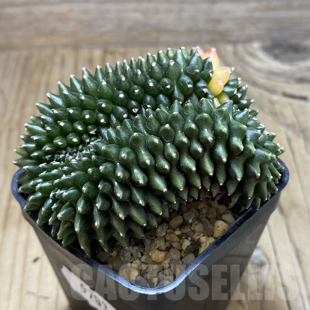 SH9703 Gymnocalycium mihanovichii 'inermis' variegata f. cristata - Image 2