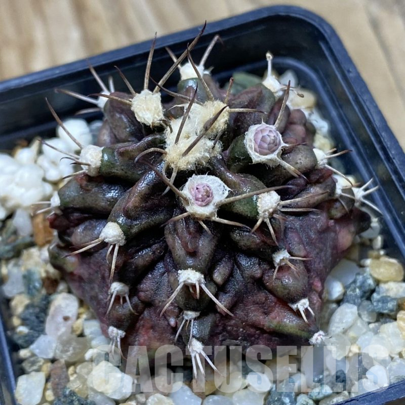 SH9472 Gymnocalycium mihanovichii 'T-Rex'