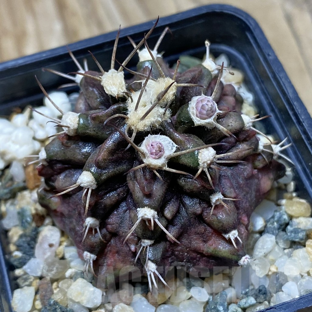 SH9472 Gymnocalycium mihanovichii 'T-Rex'