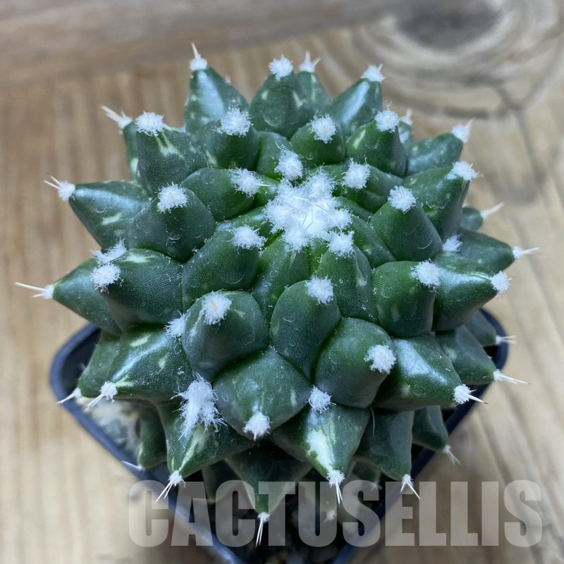 SH9431 Mammillaria bucareliensis ‘Erusamu’ f. variegata