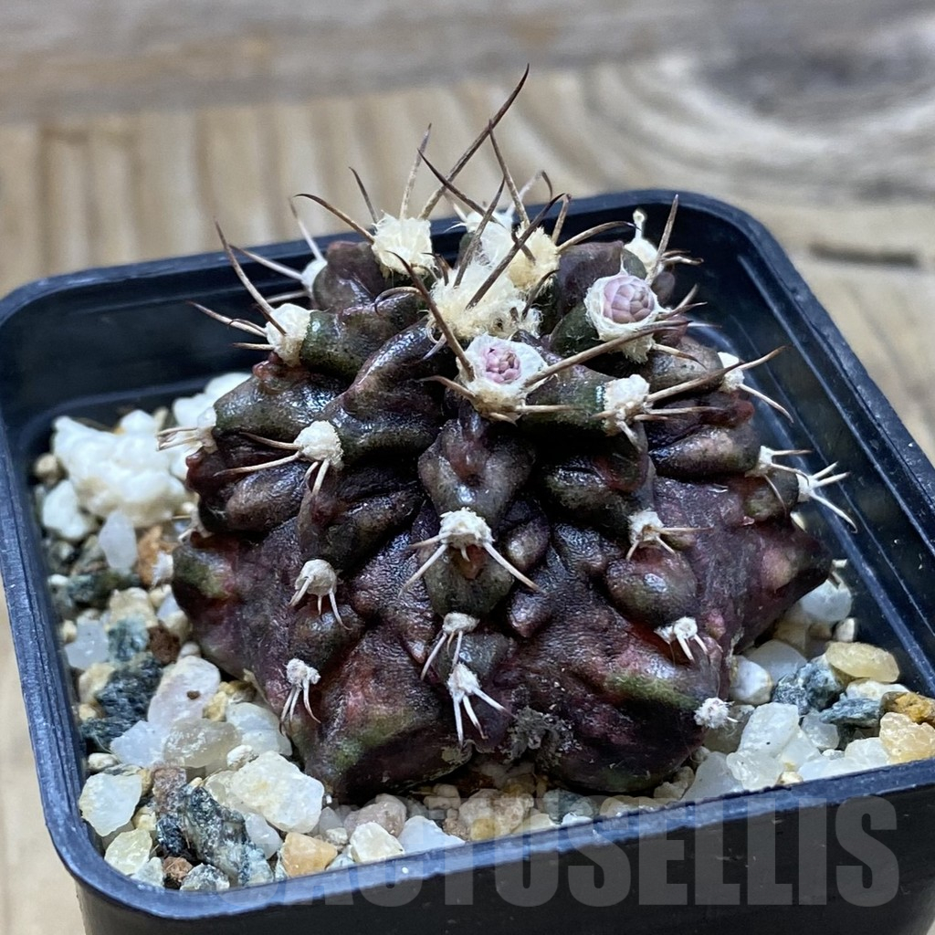 SH9472 Gymnocalycium mihanovichii 'T-Rex' - Зображення 2