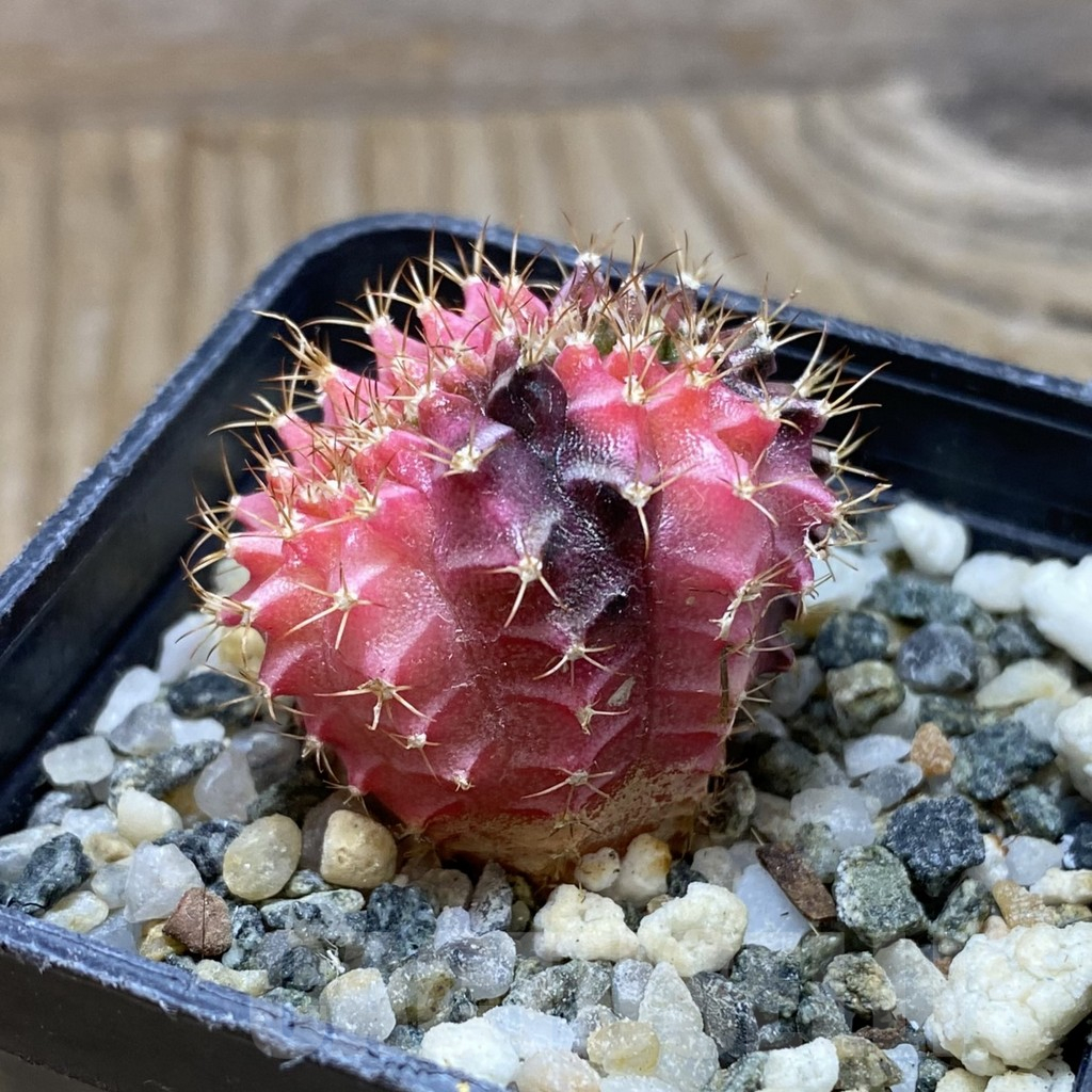 SH10355 Gymnocalycium mihanovichii variegata f. cristata - immagine 2