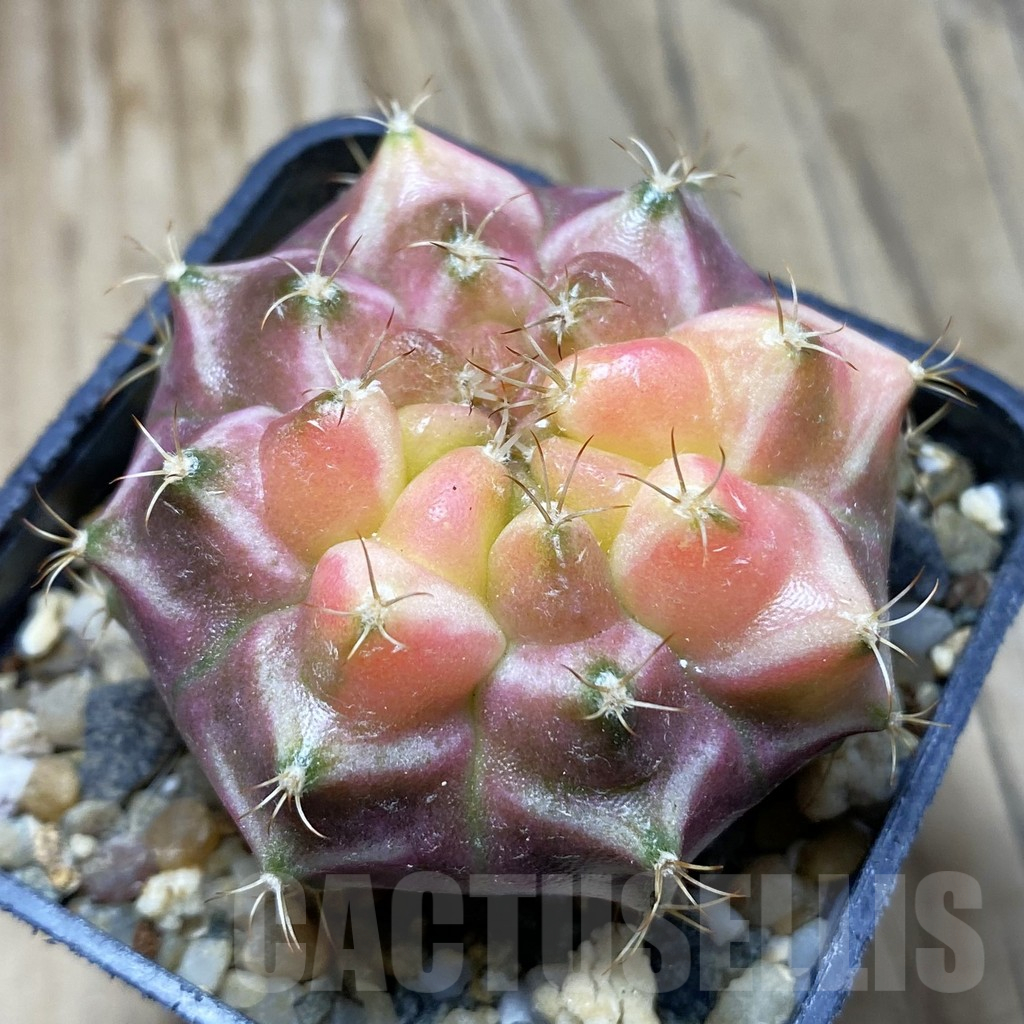 SH10343 Gymnocalycium mihanovichii 'Neon', seedling