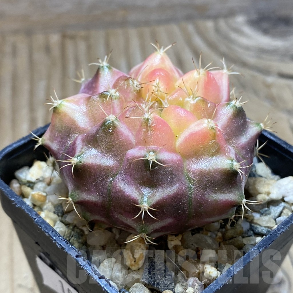 SH10343 Gymnocalycium mihanovichii 'Neon', seedling - immagine 2