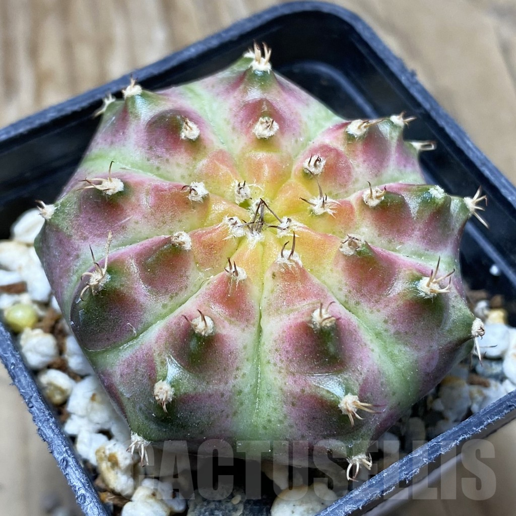 SH10345 Gymnocalycium mihanovichii 'Neon', seedling