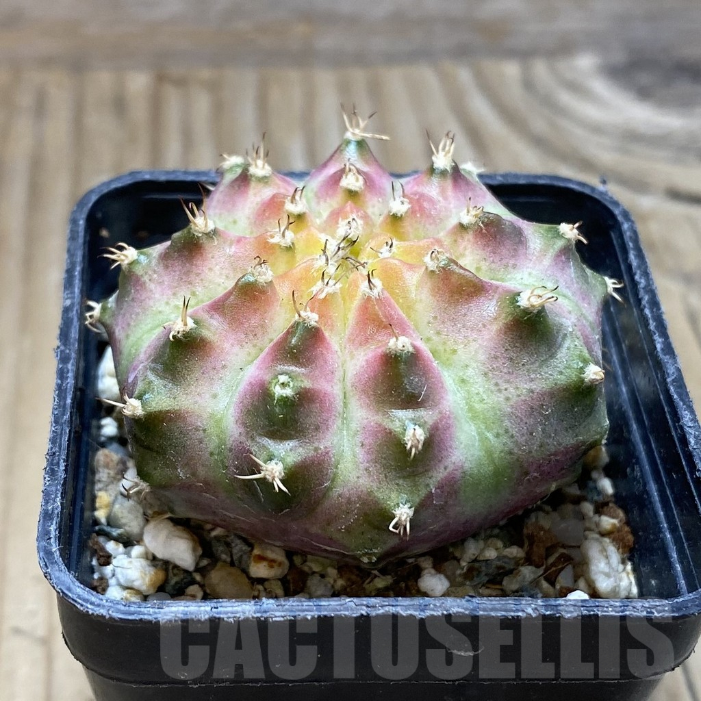 SH10345 Gymnocalycium mihanovichii 'Neon', seedling - Imagen 2