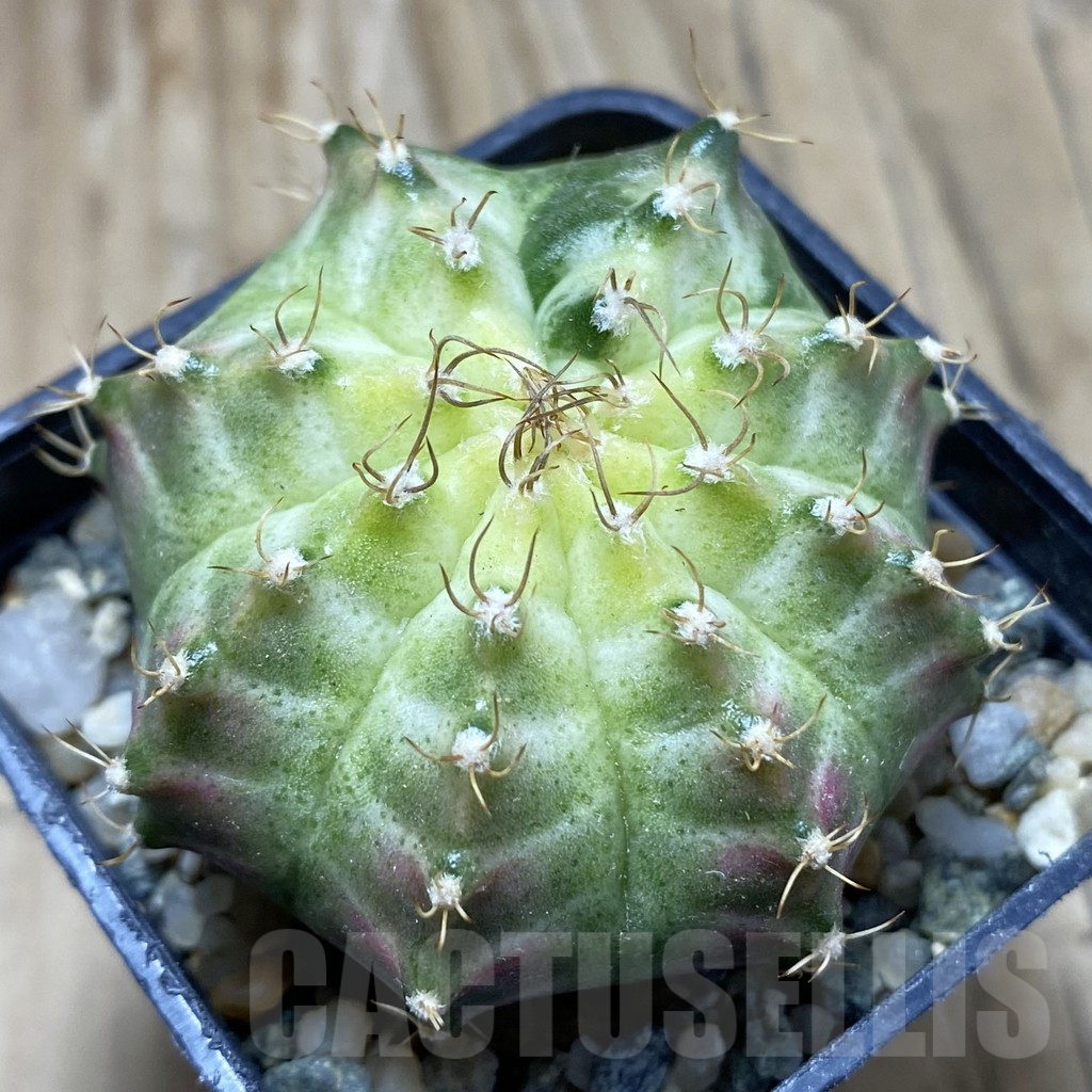 SH10341 Gymnocalycium mihanovichii 'Neon Green', seedling