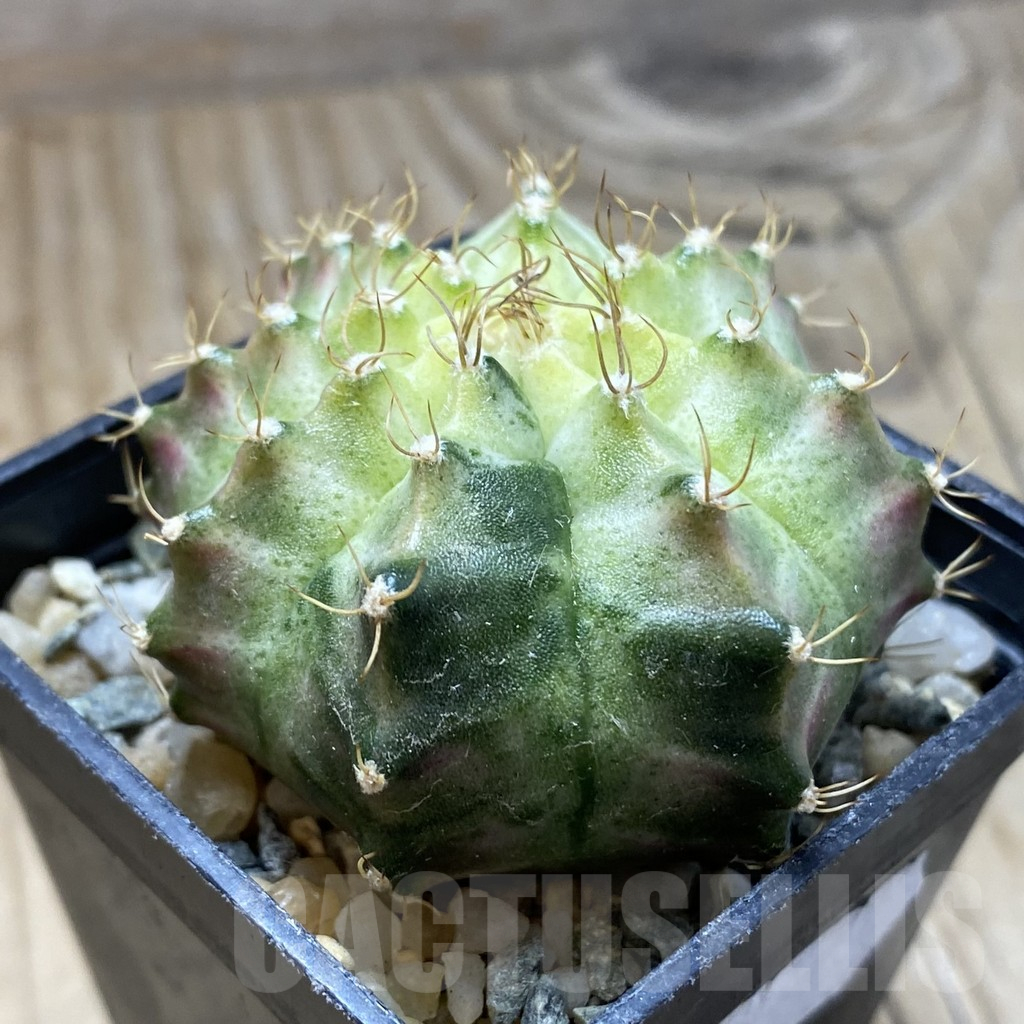 SH10341 Gymnocalycium mihanovichii 'Neon Green', seedling - Image 2