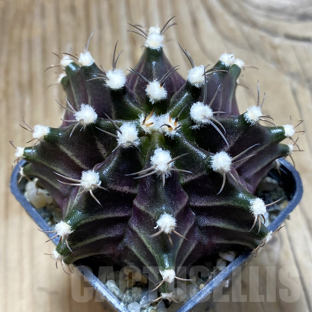 SH9152 Gymnocalycium mihanovichii ‘Black Widow’ hybrid, seedling