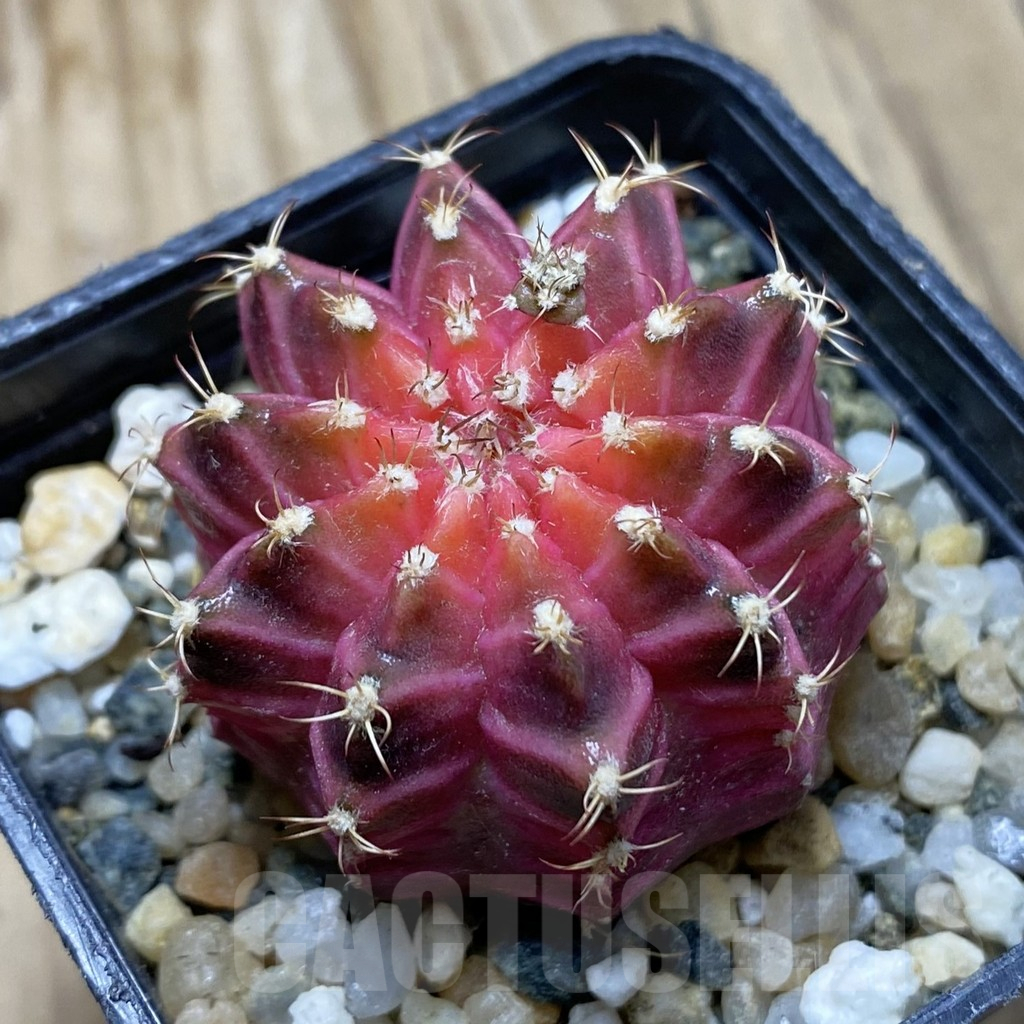 SH10748 Gymnocalycium mihanovichii ‘Neon Pink’, seedling