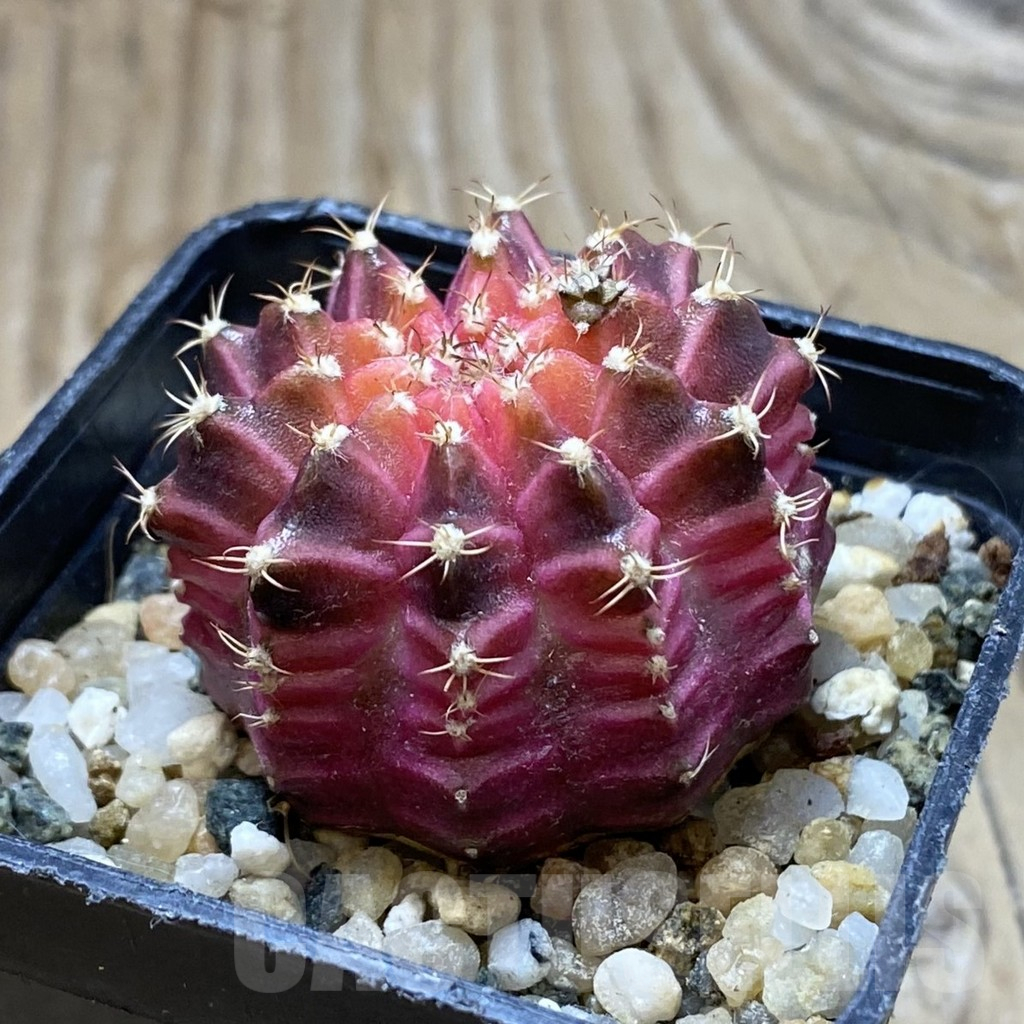SH10748 Gymnocalycium mihanovichii ‘Neon Pink’, seedling - Image 2