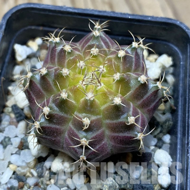 SH10752 Gymnocalycium mihanovichii 'Neon Brown', seedling
