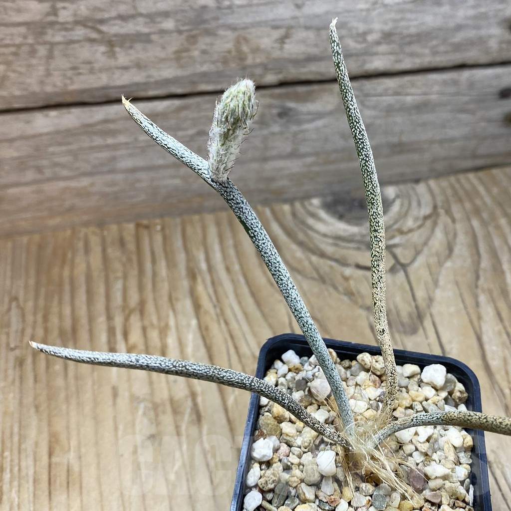 SH9565 Astrophytum caput-medusae, seedling