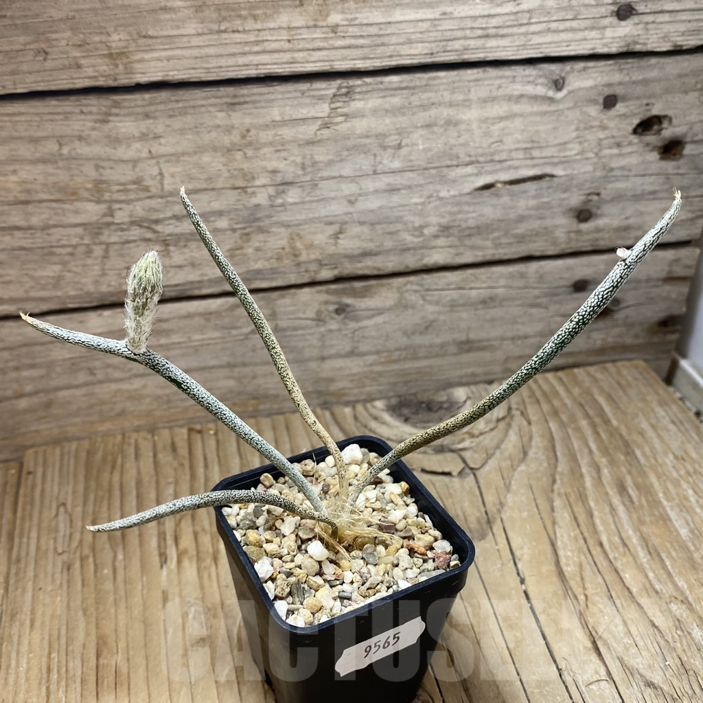 SH9565 Astrophytum caput-medusae, seedling - Image 2