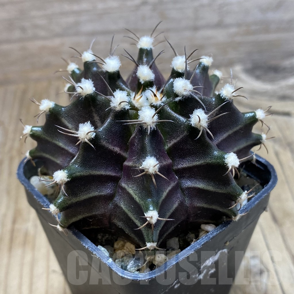 SH9152 Gymnocalycium mihanovichii ‘Black Widow’ hybrid, seedling - Зображення 2