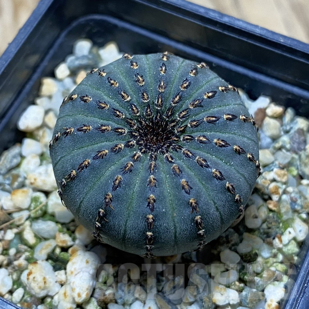 SH9686 Frailea asterioides