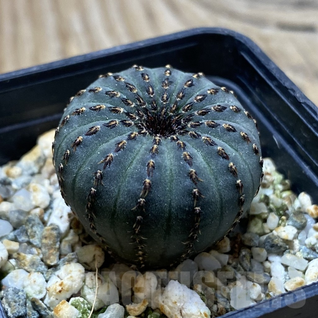 SH9686 Frailea asterioides – Image 2