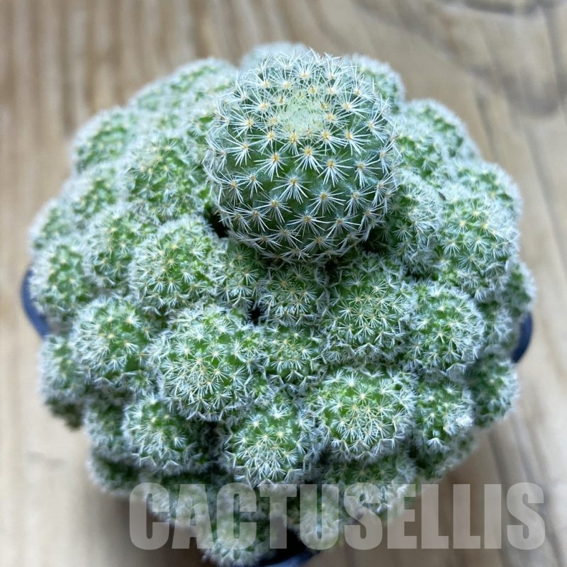 SH9281 Mammillaria egregia f. monstrosa