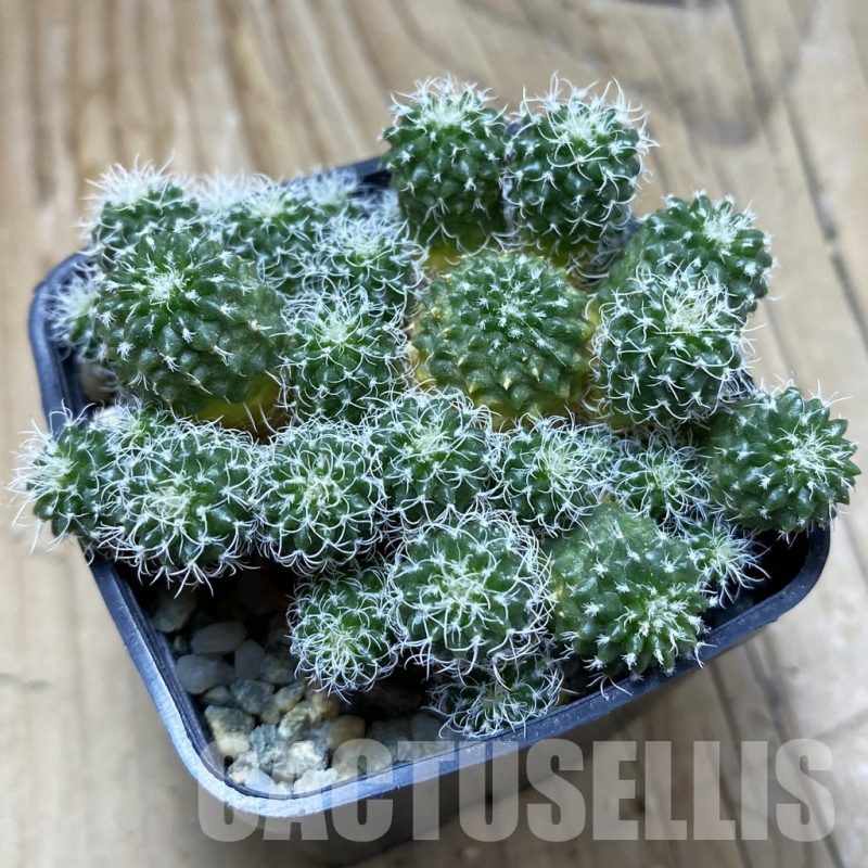 SH9417 Turbinicarpus horripilus f. monstrosa