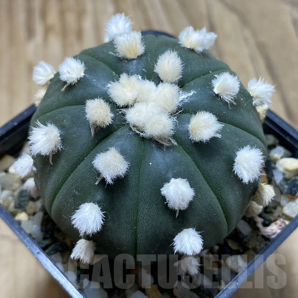 SH9300 Astrophytum asterias 'Ooibo'