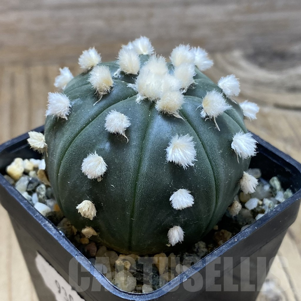 SH9300 Astrophytum asterias 'Ooibo' - immagine 2