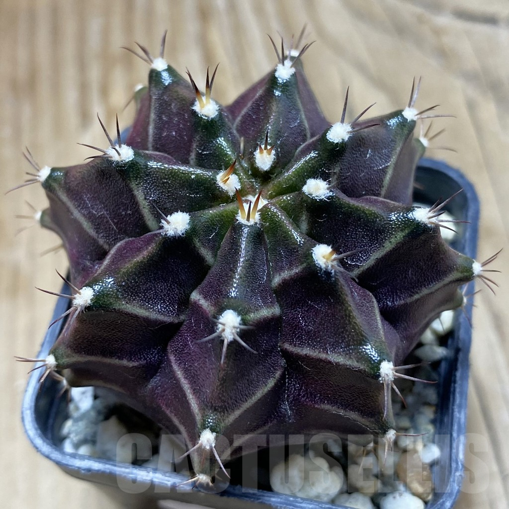 SH9322 Gymnocalycium mihanovichii ‘Black Widow’ hybrid, seedling