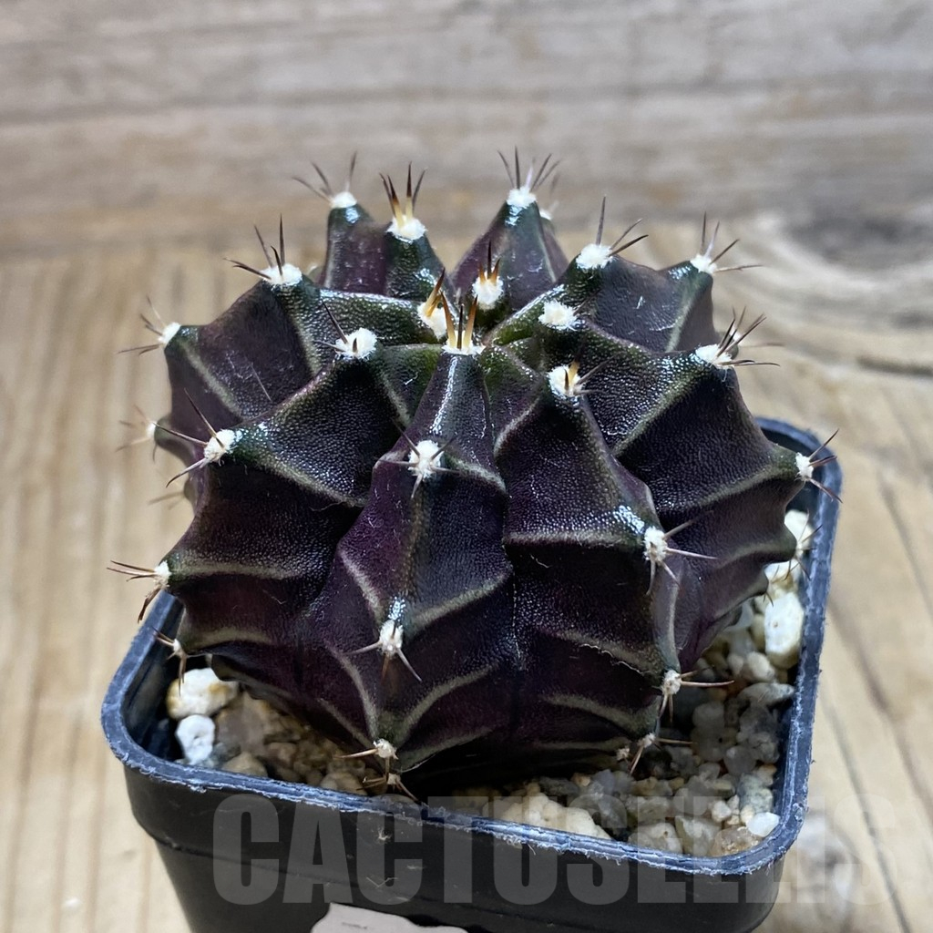 SH9322 Gymnocalycium mihanovichii ‘Black Widow’ hybrid, seedling - immagine 2