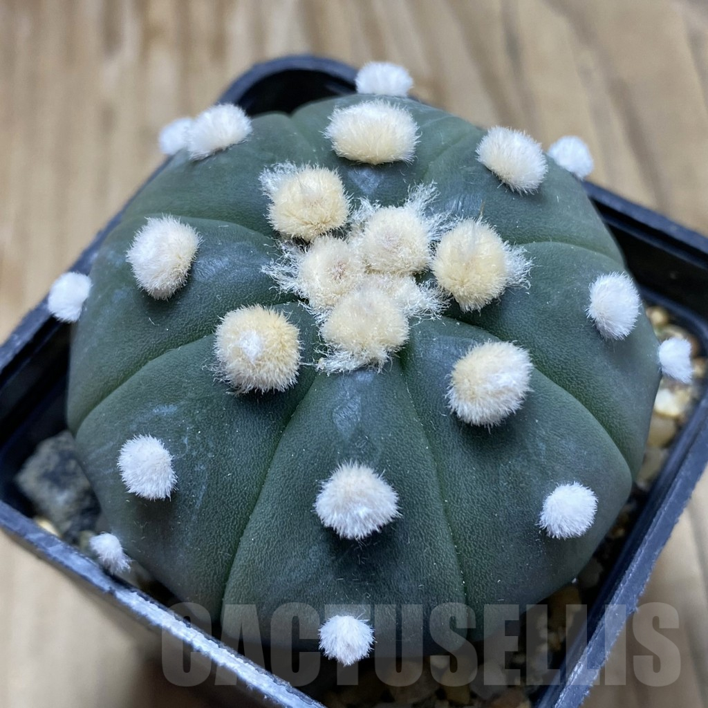 SH9175 Astrophytum asterias 'Ooibo'
