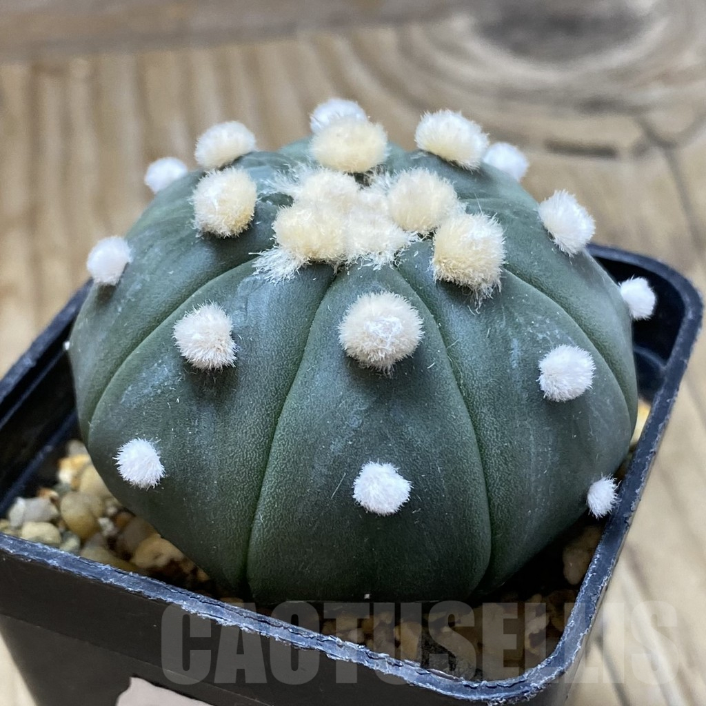SH9175 Astrophytum asterias 'Ooibo' - immagine 2