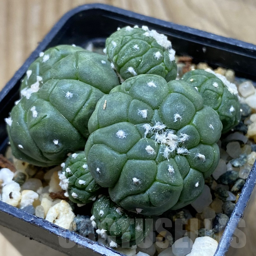 SH9512 Astrophytum asterias ‘Kikko Lizart Skin’