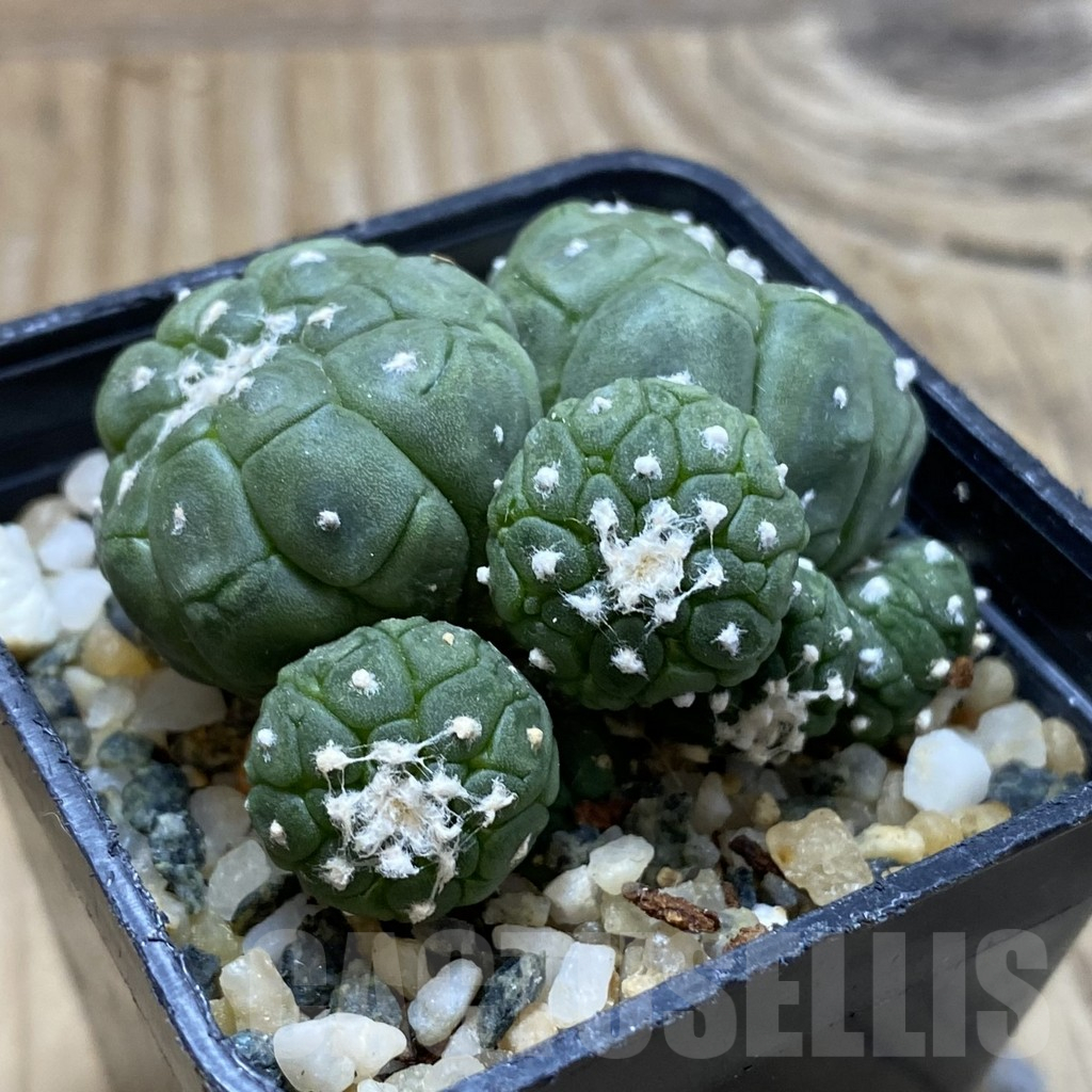 SH9512 Astrophytum asterias ‘Kikko Lizart Skin’ - immagine 2