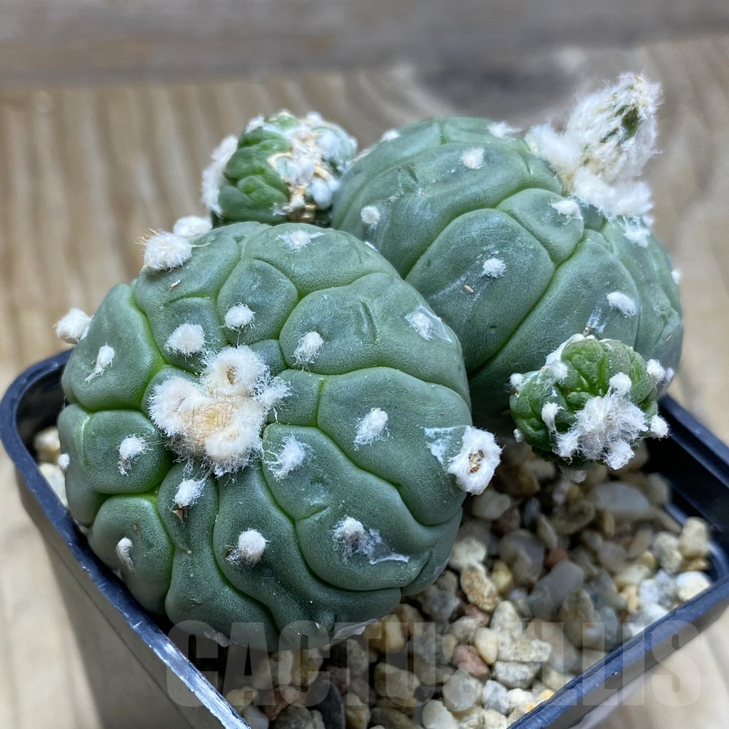 SH9830 Astrophytum asterias ‘Kikko Lizart Skin’