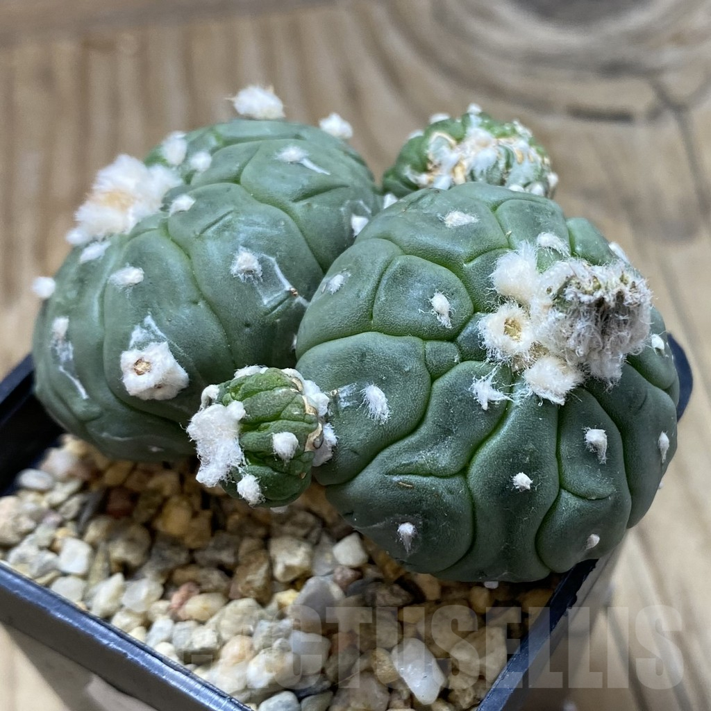 SH9830 Astrophytum asterias ‘Kikko Lizart Skin’ - Imagen 2